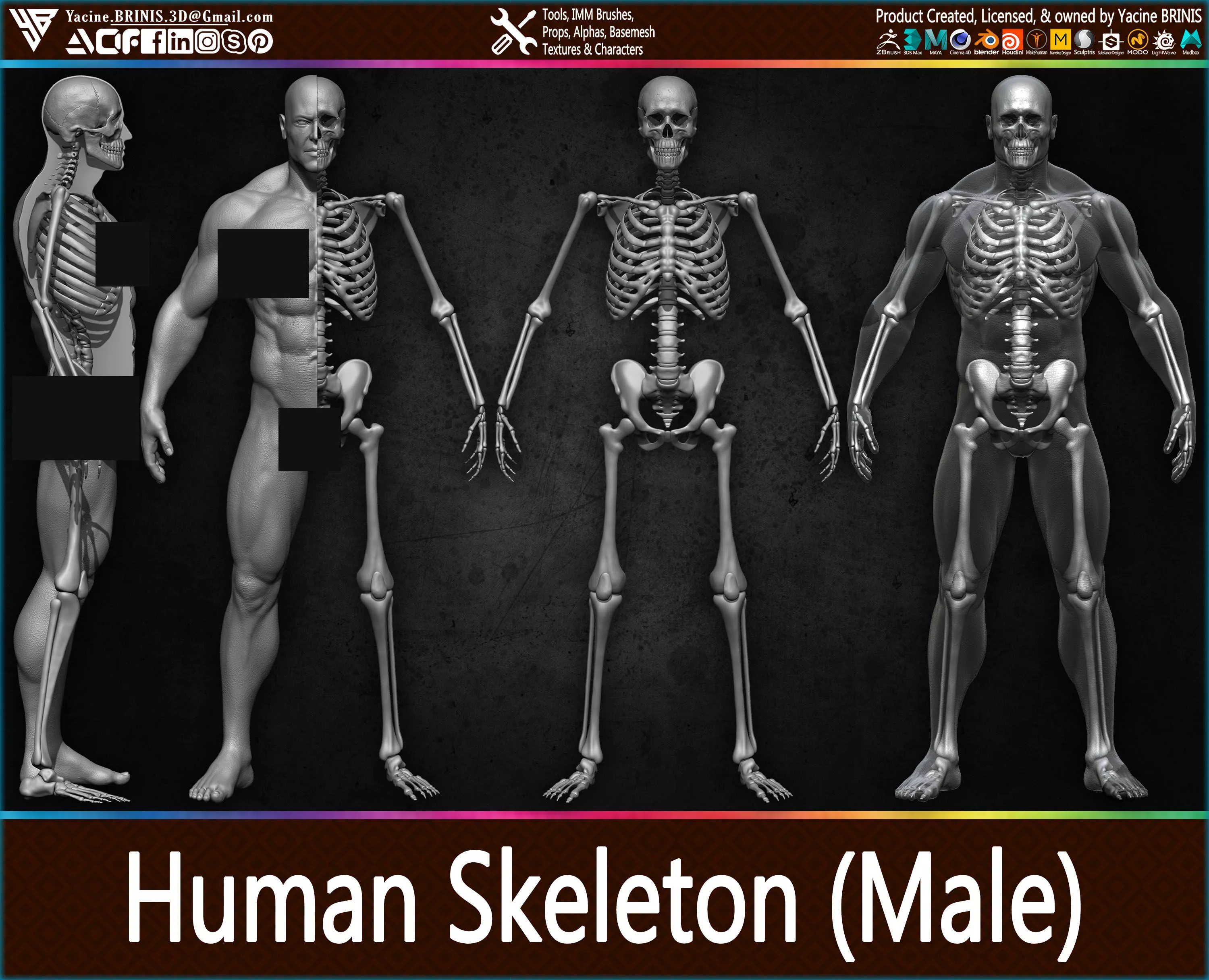 Highly Detailed Human male Skeleton Low-poly 3D model