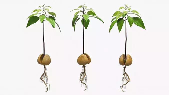 Sprouted Avocado Seed with Full Root System Fur 3D model 5