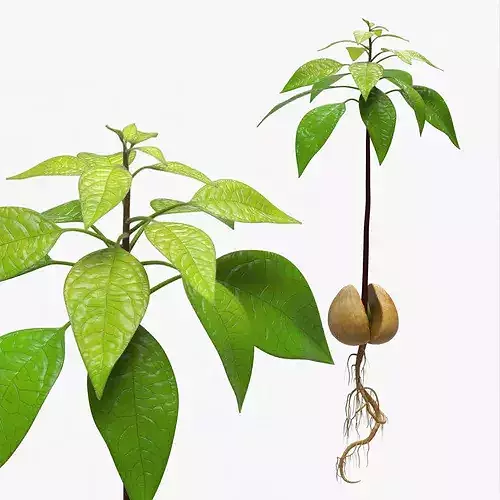 Sprouted Avocado Seed with Full Root System Fur 3D model 2