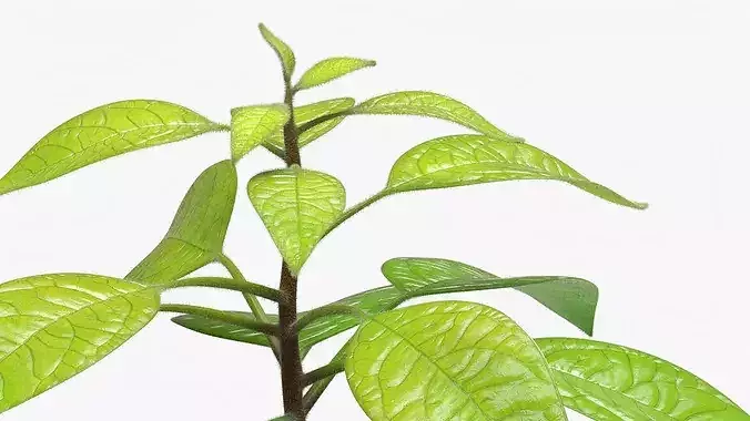 Sprouted Avocado Seed with Full Root System Fur 3D model 6