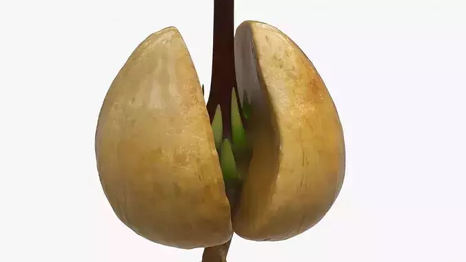 Sprouted Avocado Seed with Full Root System Fur 3D model 7