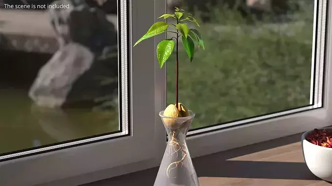 Sprouted Avocado Seed with Full Root System Fur 3D model 4