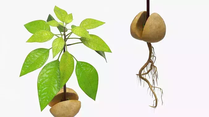 Sprouted Avocado Seed with Full Root System Fur 3D model