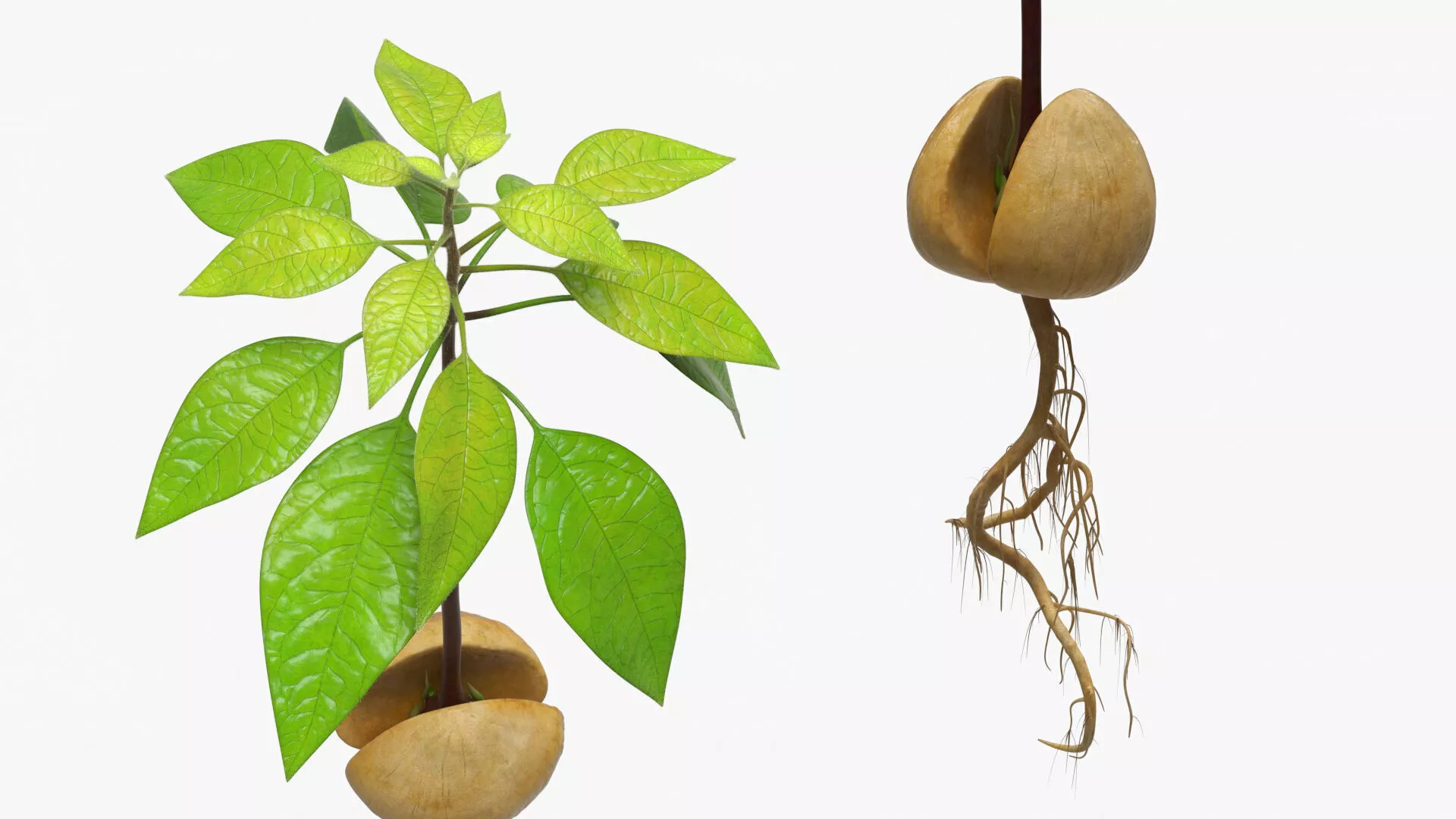 Sprouted Avocado Seed with Full Root System Fur 3D model
