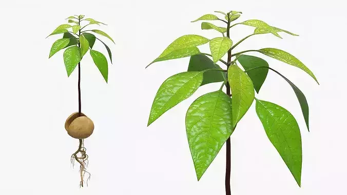 Sprouted Avocado Seed with Full Root System Fur 3D model 3