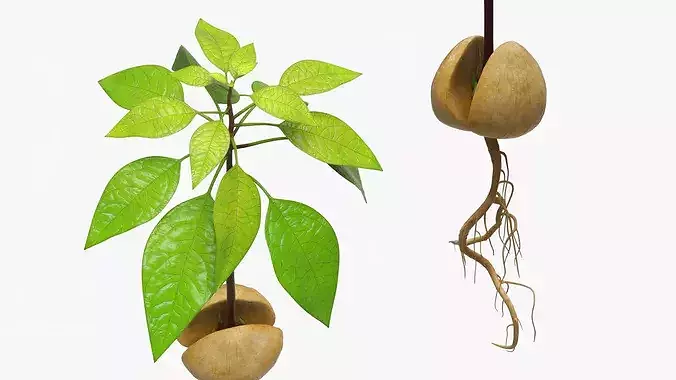 Sprouted Avocado Seed with Full Root System 3D model 3