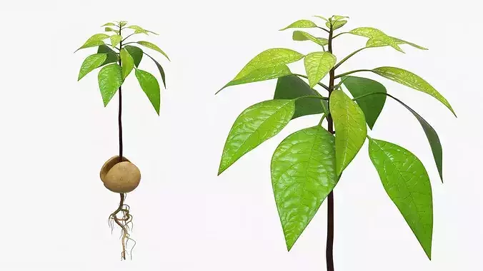 Sprouted Avocado Seed with Full Root System 3D model
