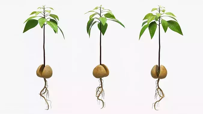 Sprouted Avocado Seed with Full Root System 3D model 4