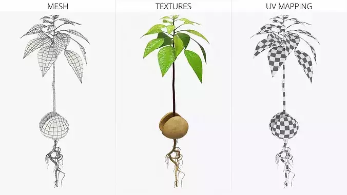 Sprouted Avocado Seed with Full Root System 3D model 6