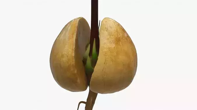 Sprouted Avocado Seed with Full Root System 3D model 5