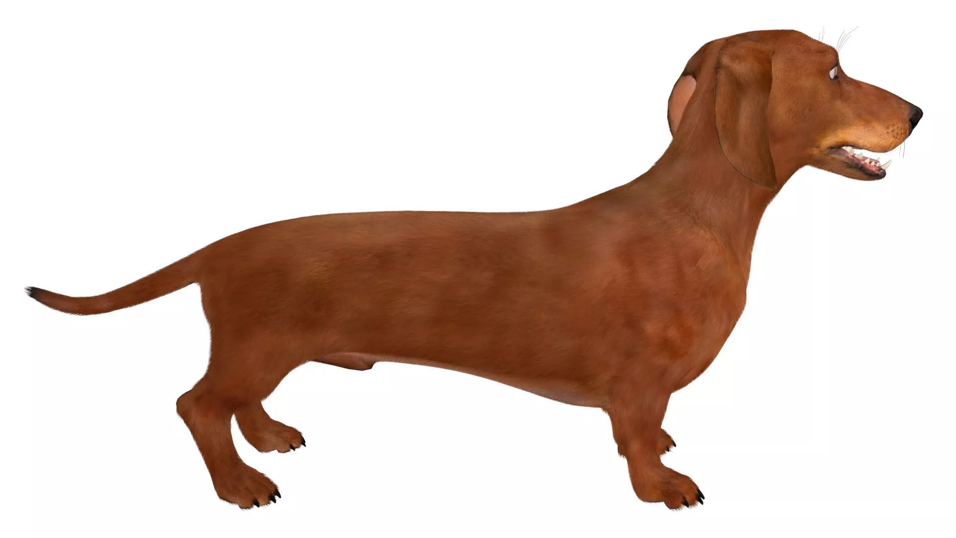 Purebred Dachshund Pet with Sleek Fur Rigged for Maya 3D model