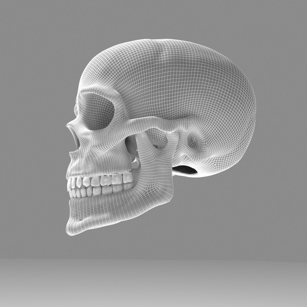 Realistic Human Skull Low-poly 3D model_4