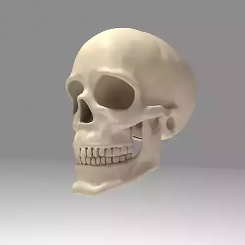Realistic Human Skull Low-poly 3D model