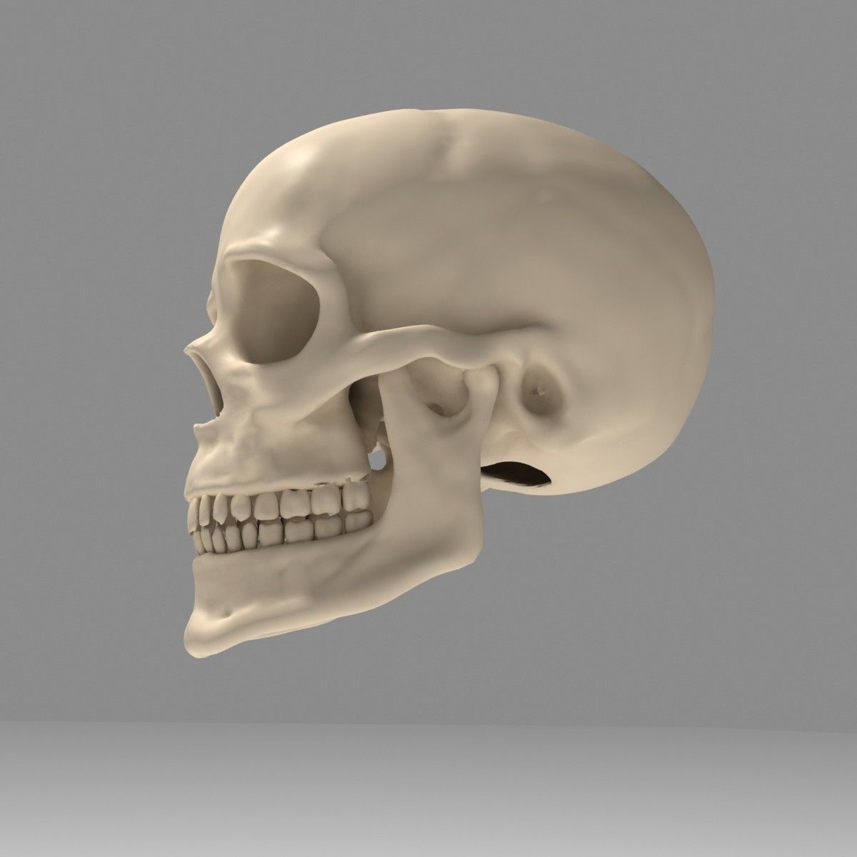 Realistic Human Skull Low-poly 3D model_1