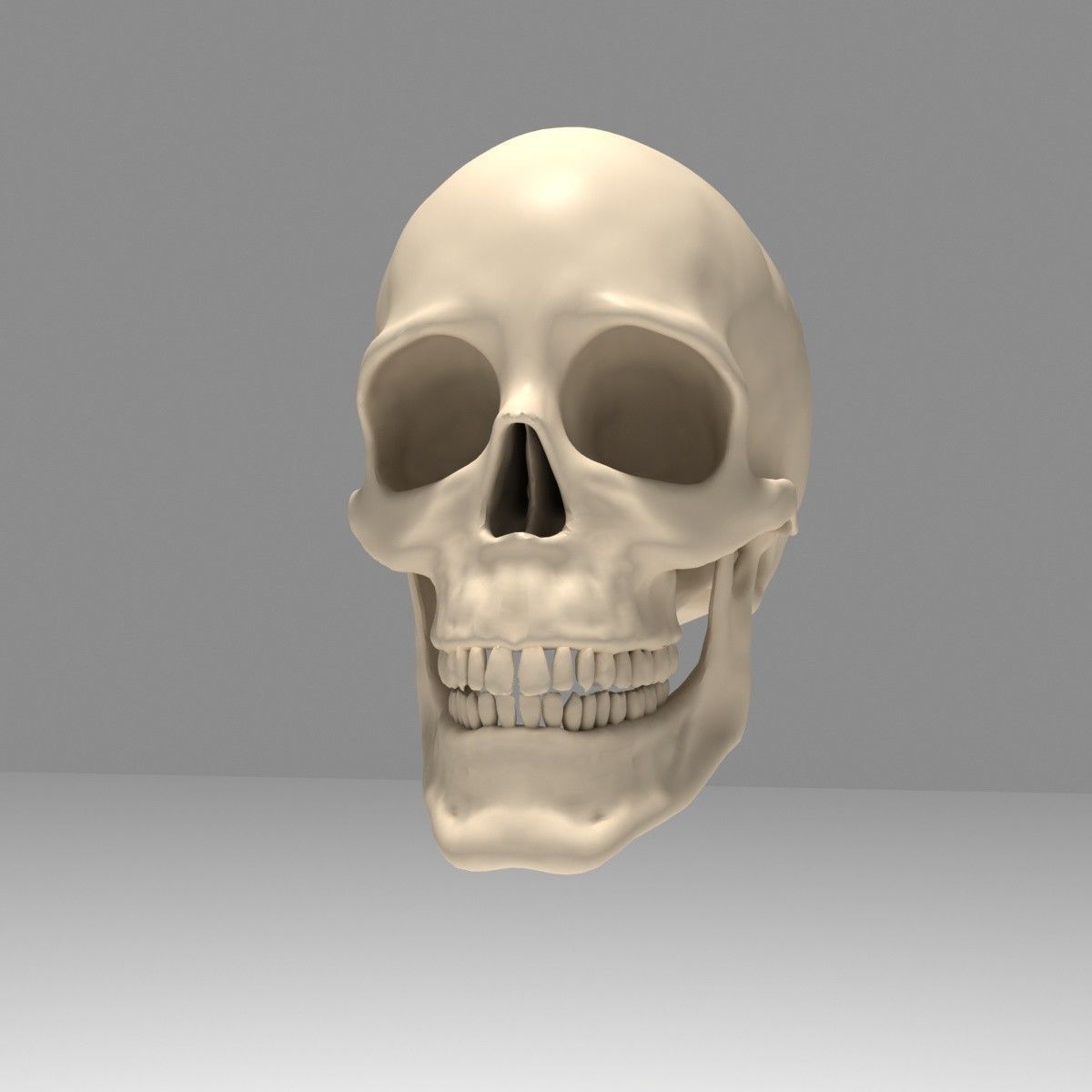 Realistic Human Skull Low-poly 3D model_2