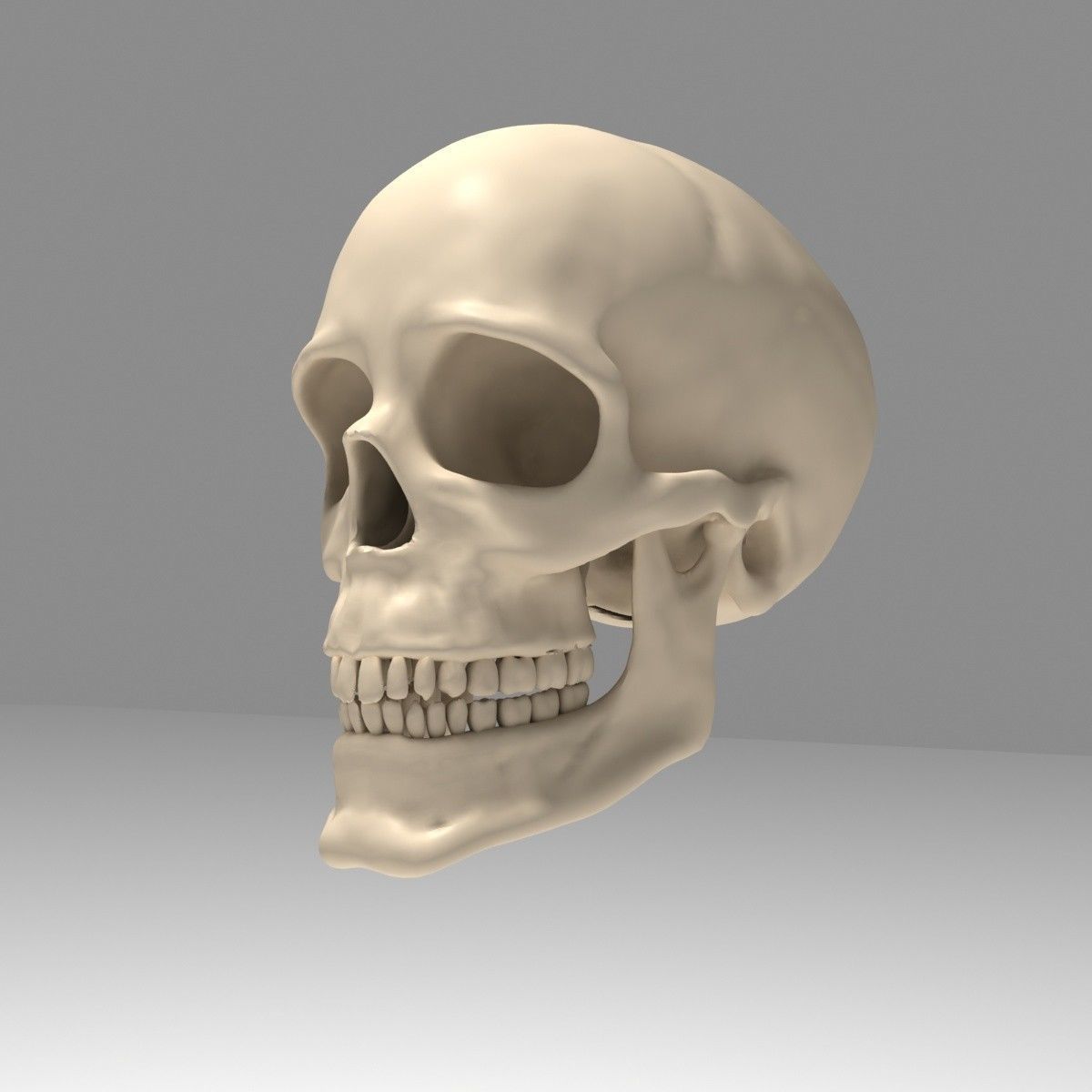 Realistic Human Skull Low-poly 3D model_3