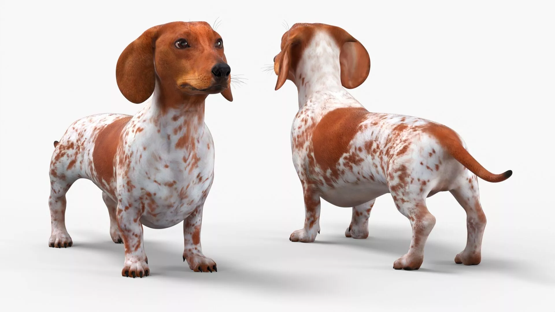 Short-Legged Hound with Dapple Coat Rigged for Cinema 4D 3D model