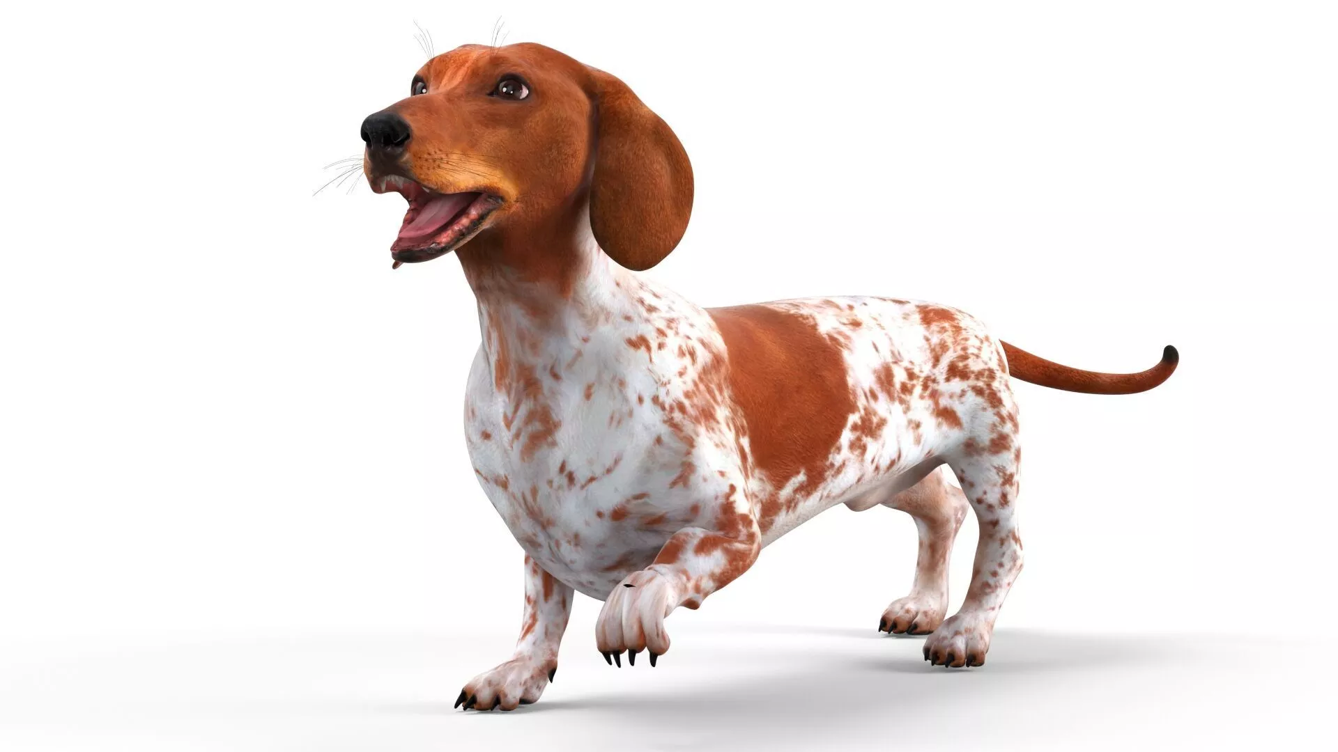Short-Legged Hound with Dapple Coat Rigged for Maya 3D model