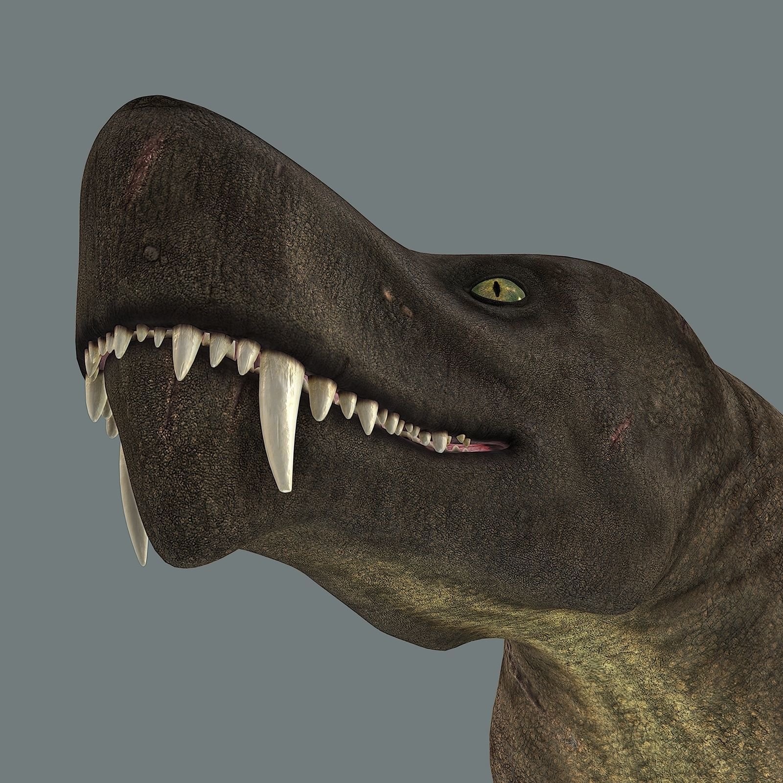 Inostrancevia Low-poly 3D model_30