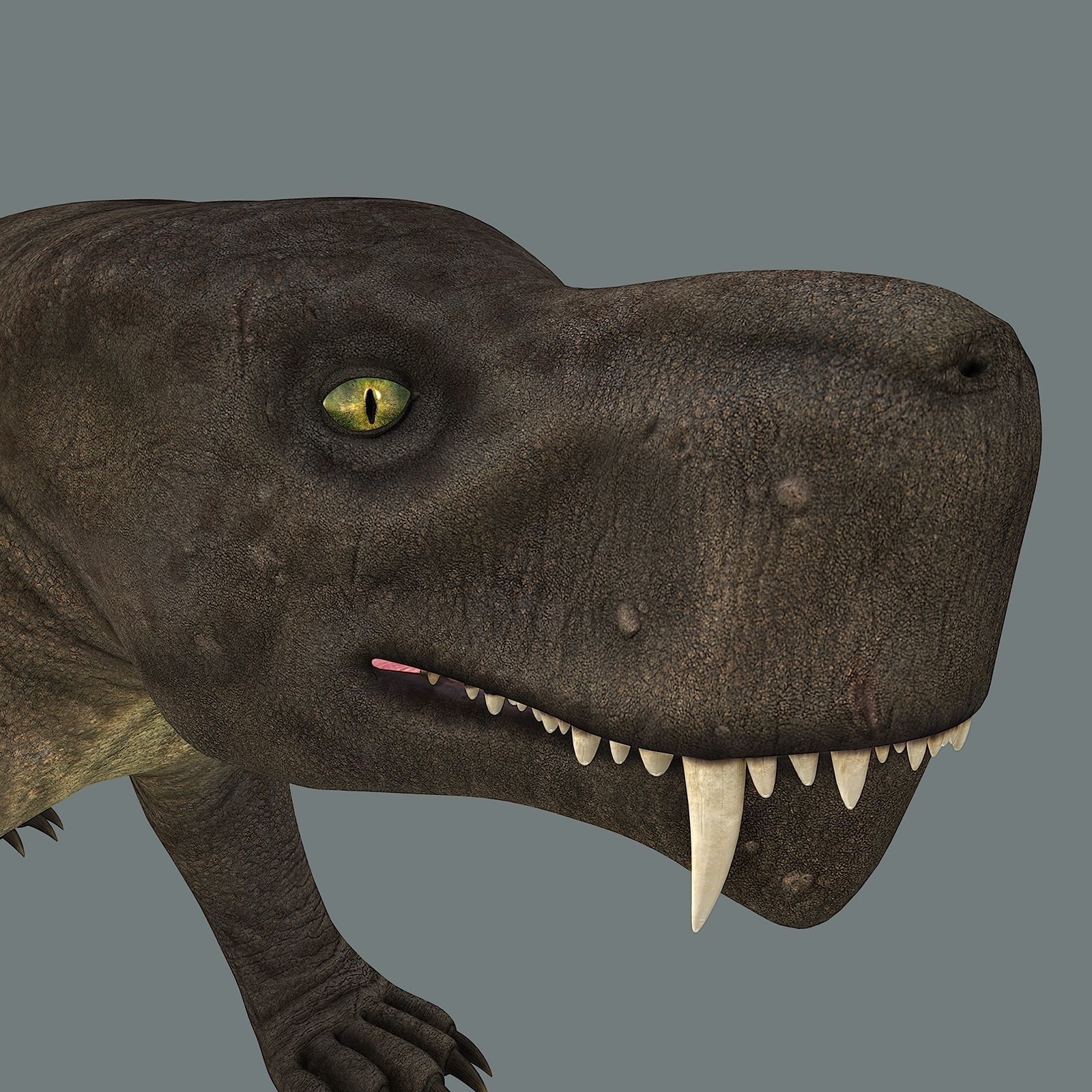 Inostrancevia Low-poly 3D model_27