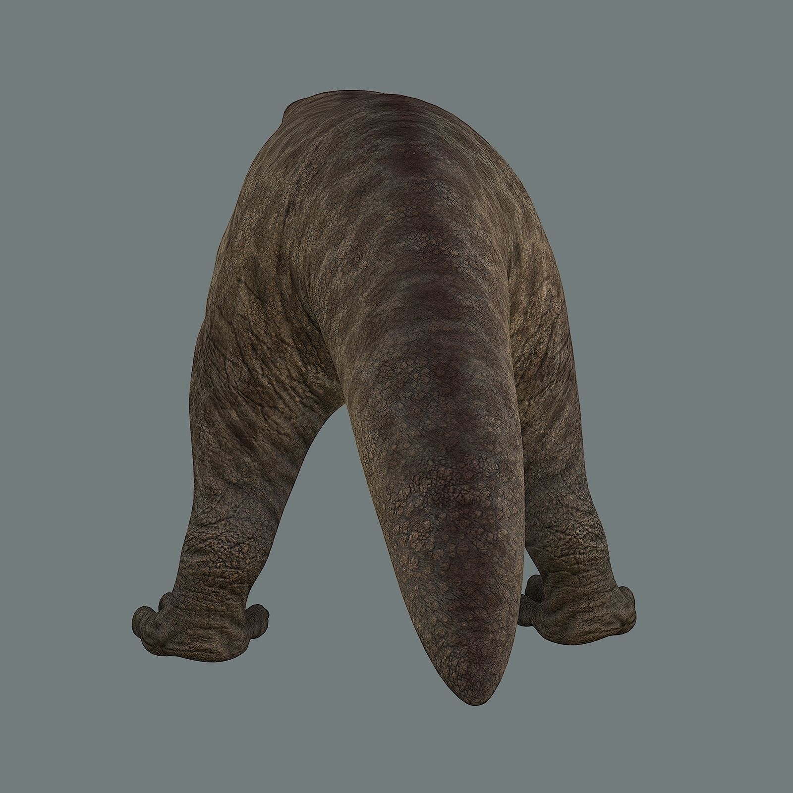 Inostrancevia Low-poly 3D model_22