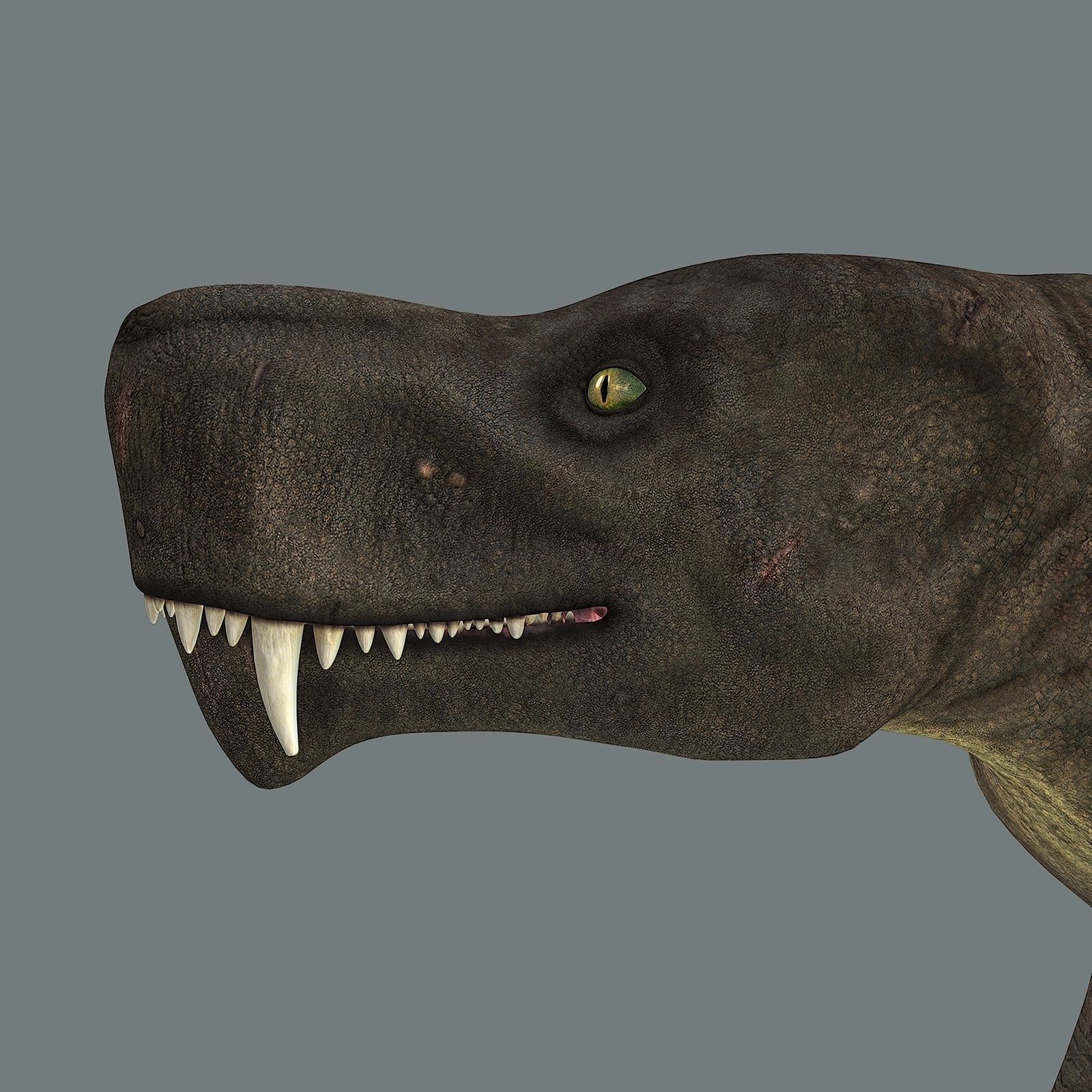 Inostrancevia Low-poly 3D model_4