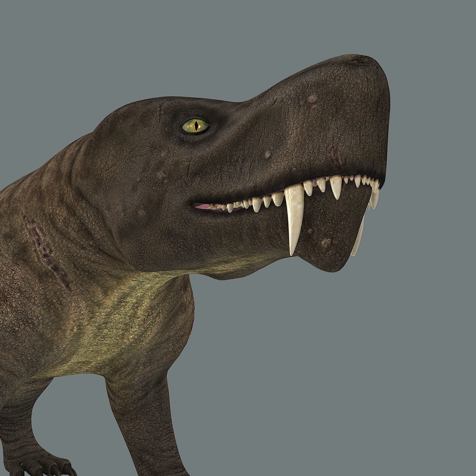 Inostrancevia Low-poly 3D model_9