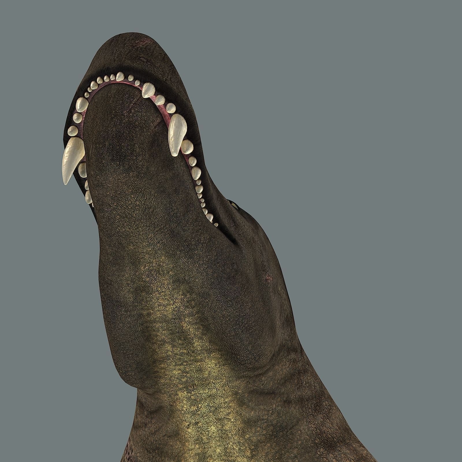 Inostrancevia Low-poly 3D model_23