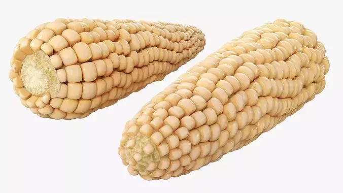 White Corn Cob Fur 3D model 3