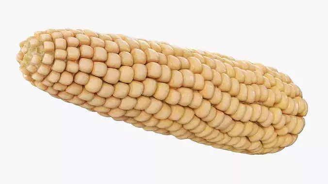 White Corn Cob Fur 3D model 4