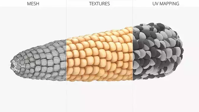 White Corn Cob Fur 3D model 5