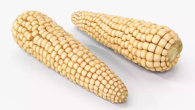 White Corn Cob Fur 3D model