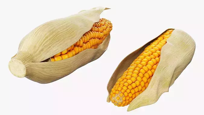Corn Cob in Natural Husk Fur 3D model 3