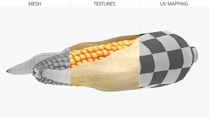 Corn Cob in Natural Husk Fur 3D model 5