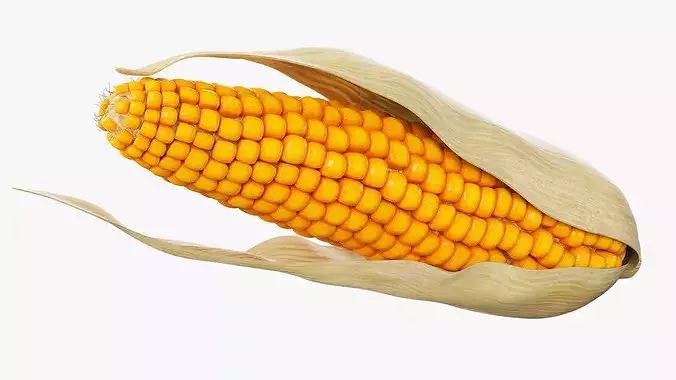 Corn Cob in Natural Husk Fur 3D model 4