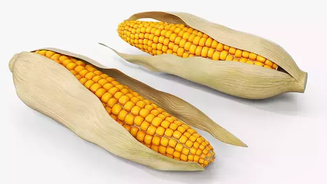 Corn Cob in Natural Husk Fur 3D model