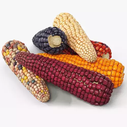 Mixed Maize Ears Without Husks Piled Fur 3D model 5