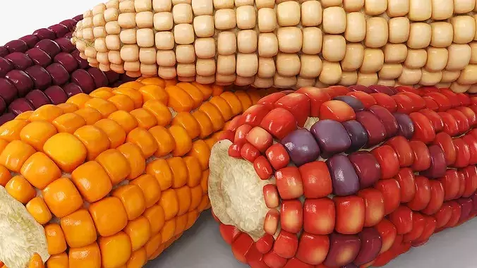 Mixed Maize Ears Without Husks Piled Fur 3D model 6
