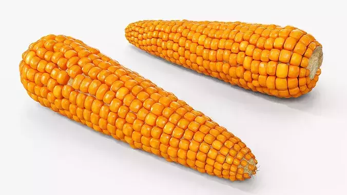 Raw Maize Ear Shelled Fur 3D model 2