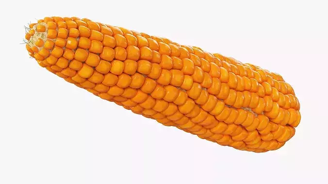 Raw Maize Ear Shelled Fur 3D model 4