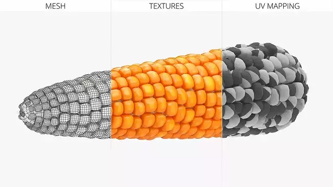 Raw Maize Ear Shelled Fur 3D model 5