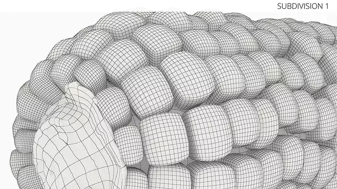 Raw Maize Ear Shelled Fur 3D model 7