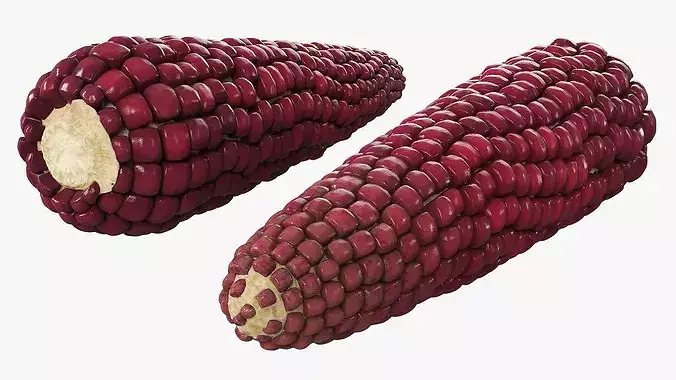 Bicolor Corn Cob Without Husk Fur 3D model 4