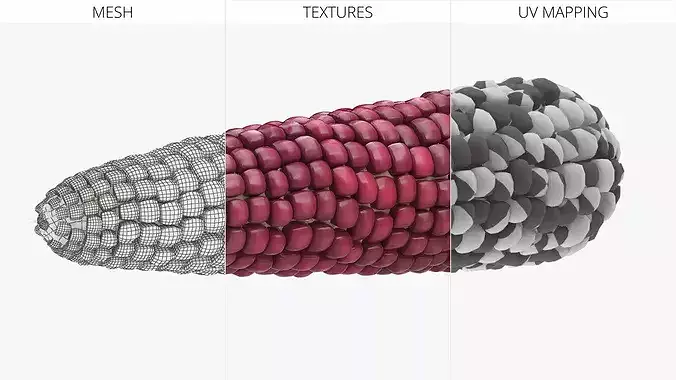 Bicolor Corn Cob Without Husk Fur 3D model 5