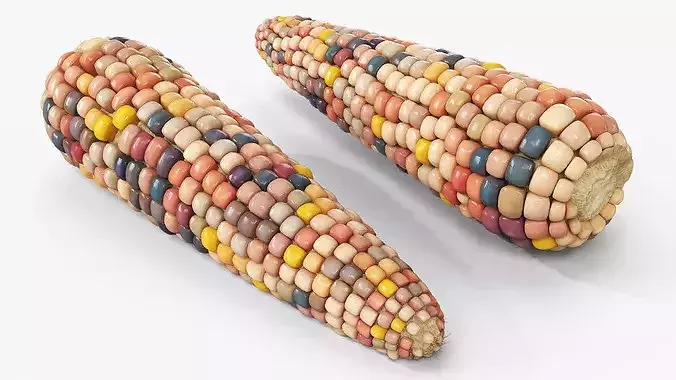 Indian Corn Ear Shelled Fur 3D model