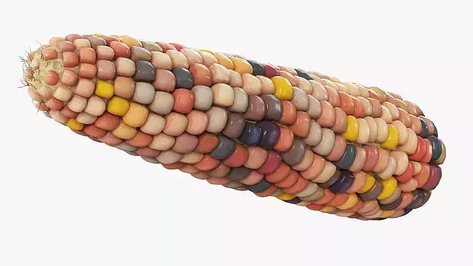 Indian Corn Ear Shelled Fur 3D model 4