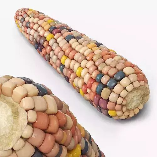 Indian Corn Ear Shelled Fur 3D model 5