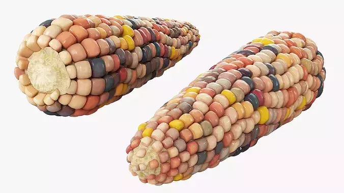 Indian Corn Ear Shelled Fur 3D model 3