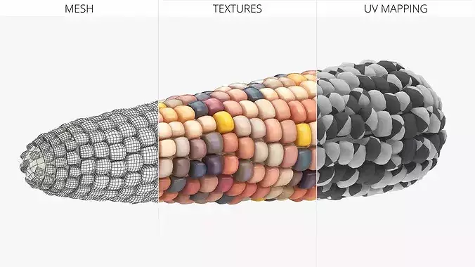 Indian Corn Ear Shelled Fur 3D model 6