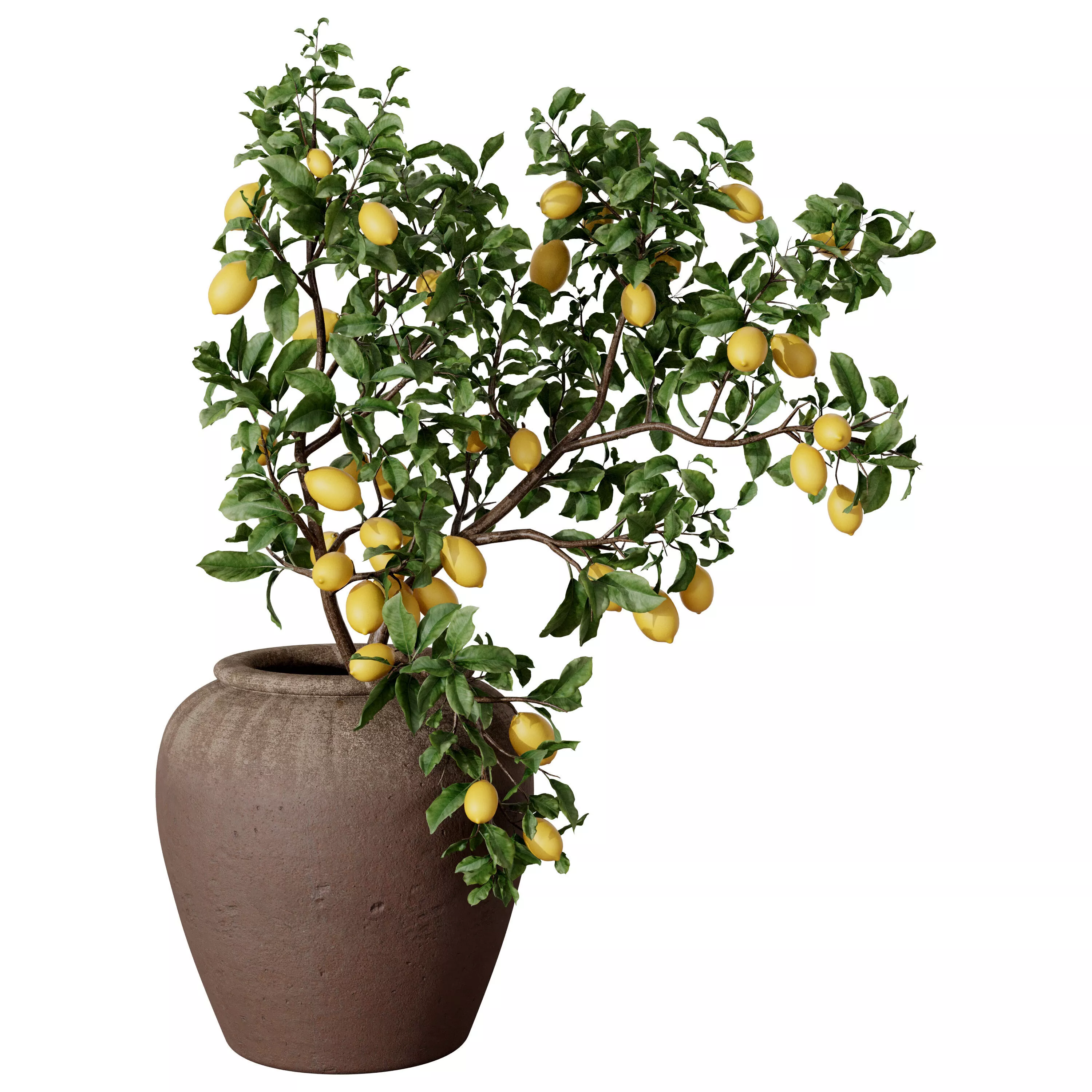 Decorative Lemon Tree in Clay Pot 3D model